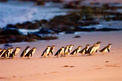 st kilda beach penguins time